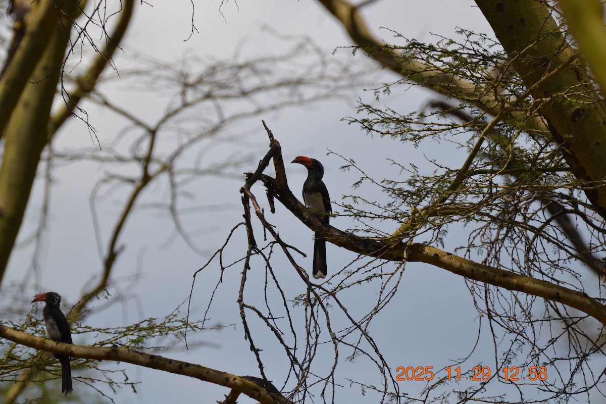 Crowned Hornbill - ML646346137