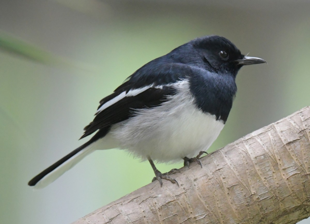 Oriental Magpie-Robin (Oriental) - ML646346142