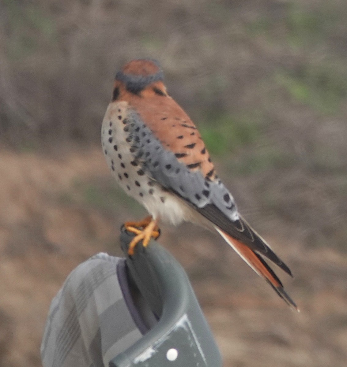 American Kestrel (Northern) - ML646346143