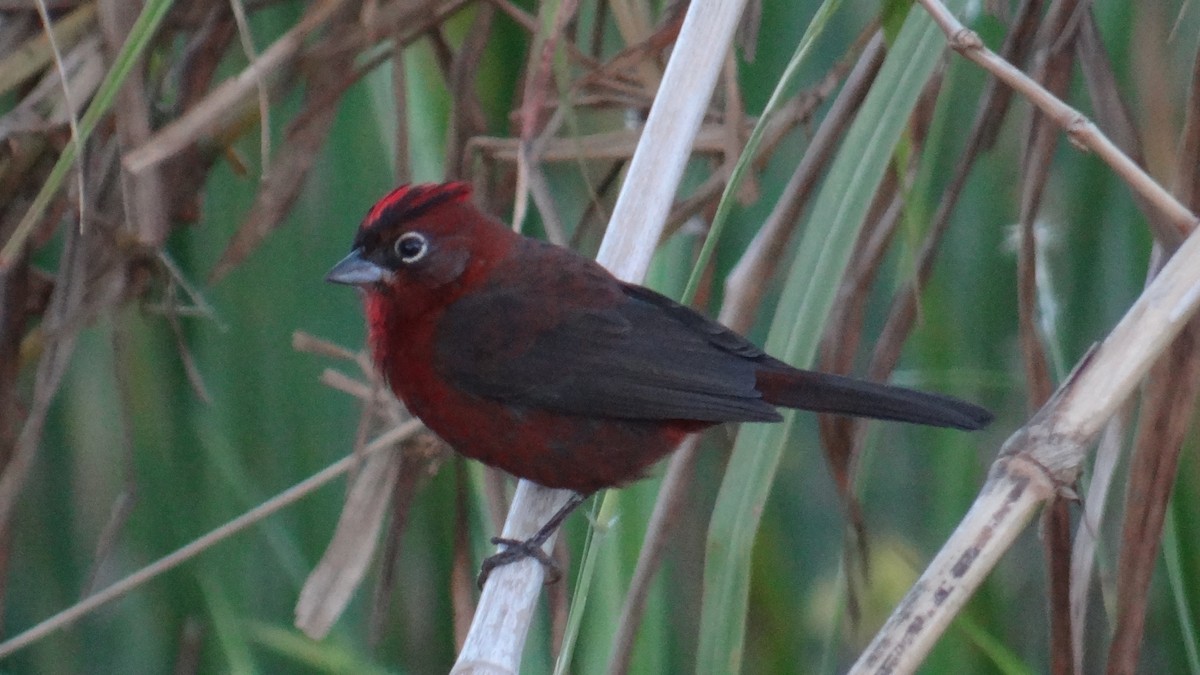 Red-crested Finch - ML646346144