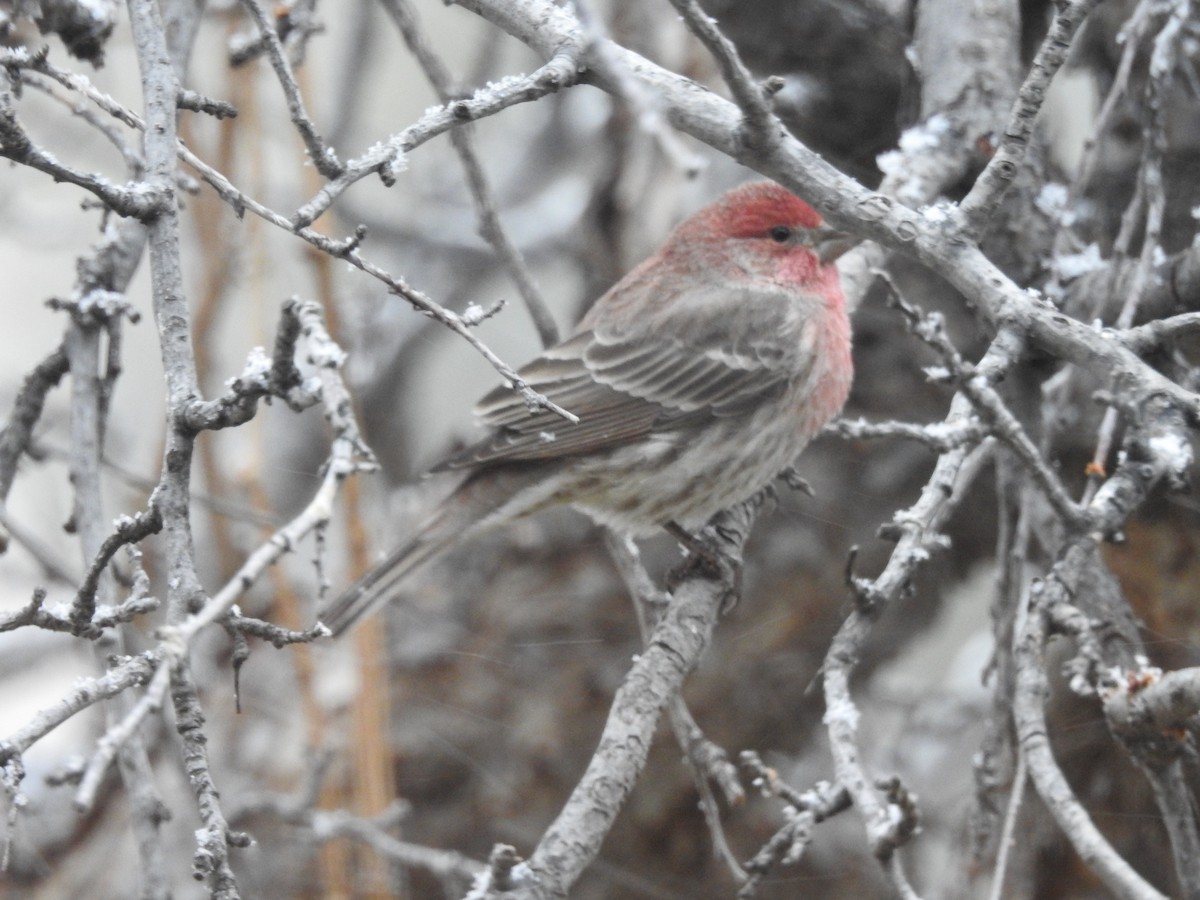 House Finch - ML646346145