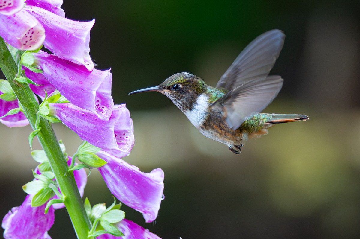 Volcano Hummingbird - ML646346146