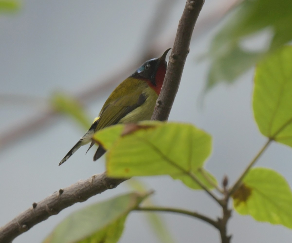 Fork-tailed Sunbird - ML646346147