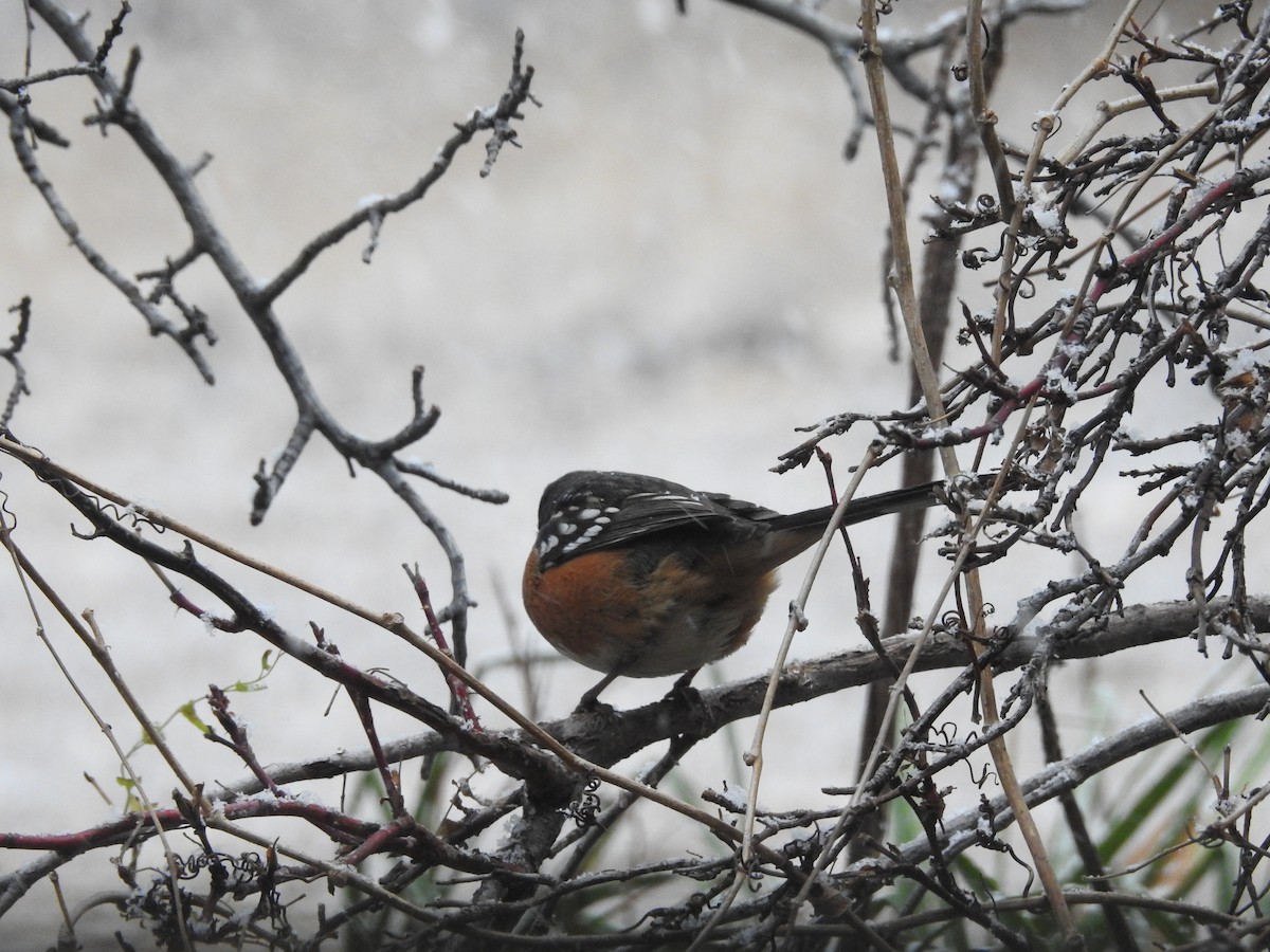 Spotted Towhee - ML646346148