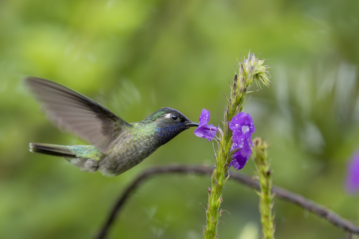 Violet-headed Hummingbird - ML646346150