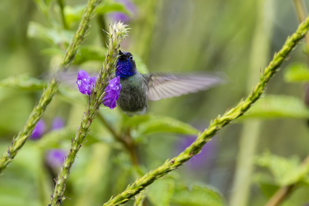 Violet-headed Hummingbird - ML646346151
