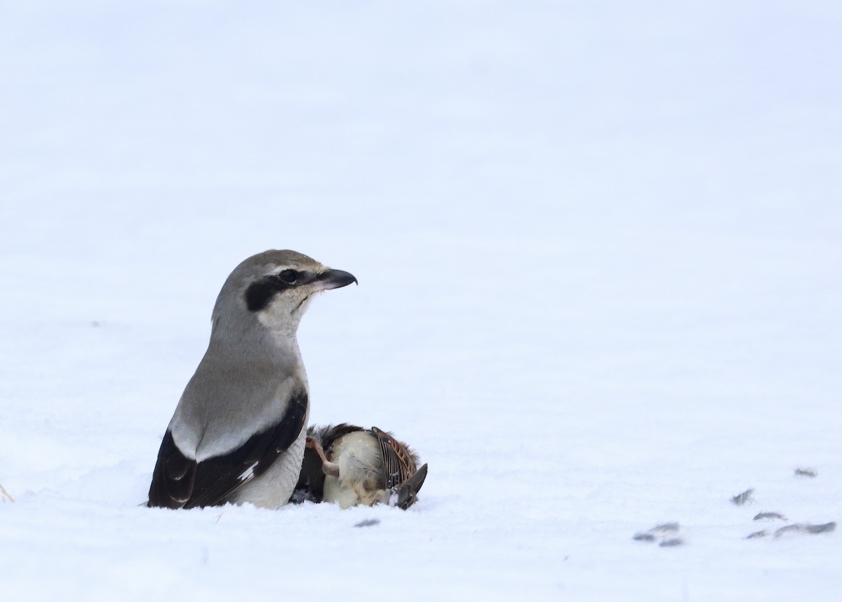 Northern Shrike - ML646346152