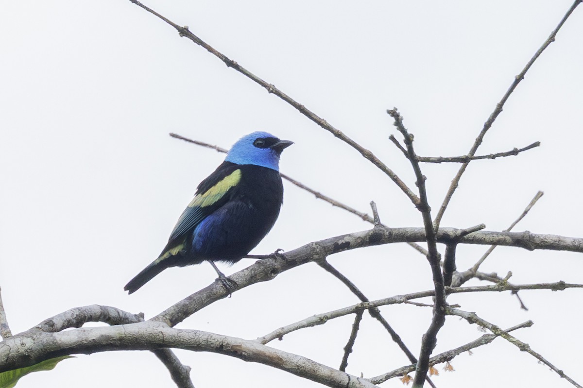 Blue-necked Tanager - ML646346153