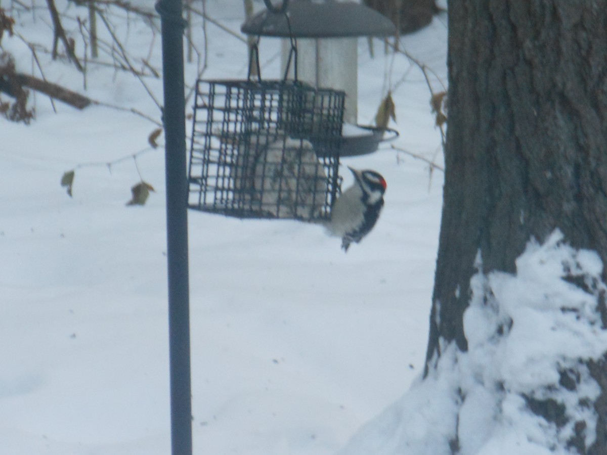 Downy Woodpecker - ML646346154