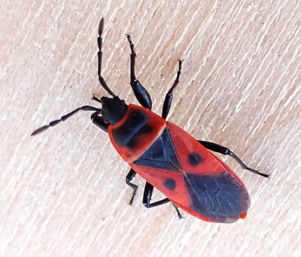 Mediterranean red bug - ML646346155
