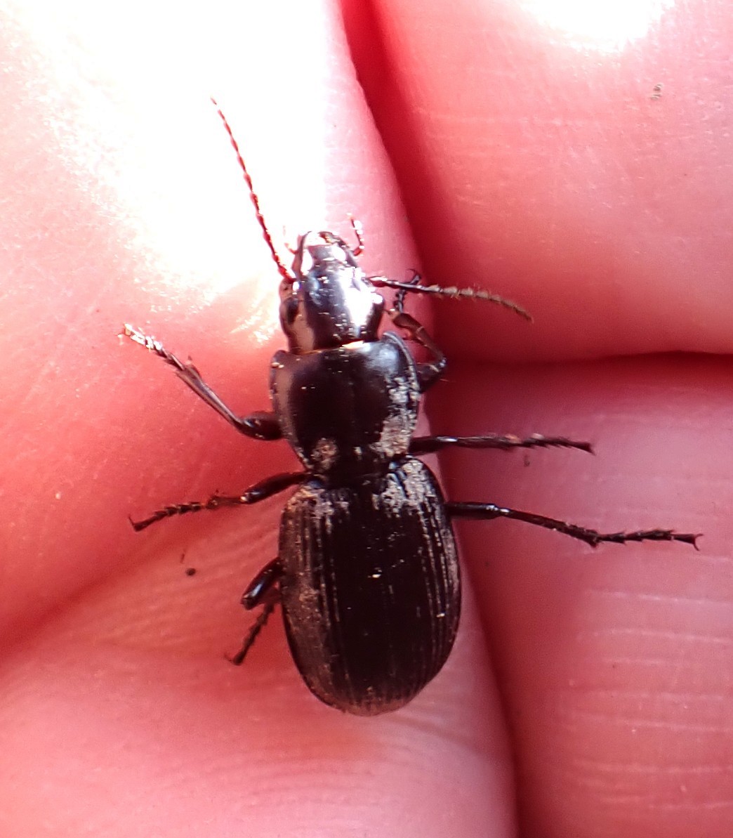 動物界 - ML646346156