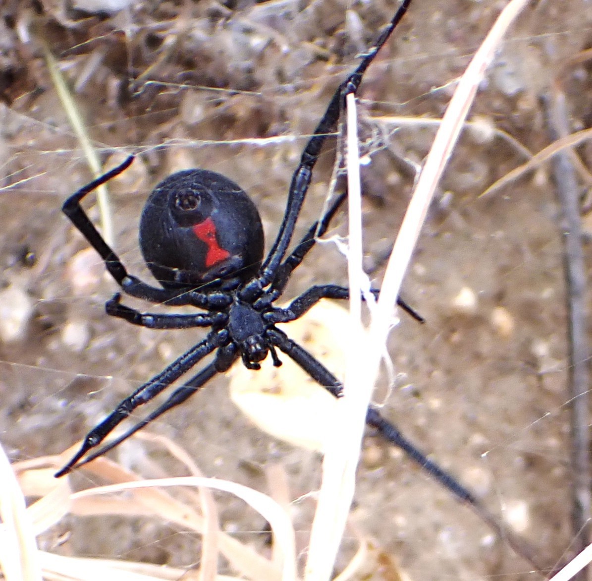 Western Black Widow - ML646346157