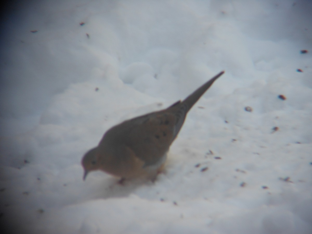 Uzun Kuyruklu Kumru - ML646346158