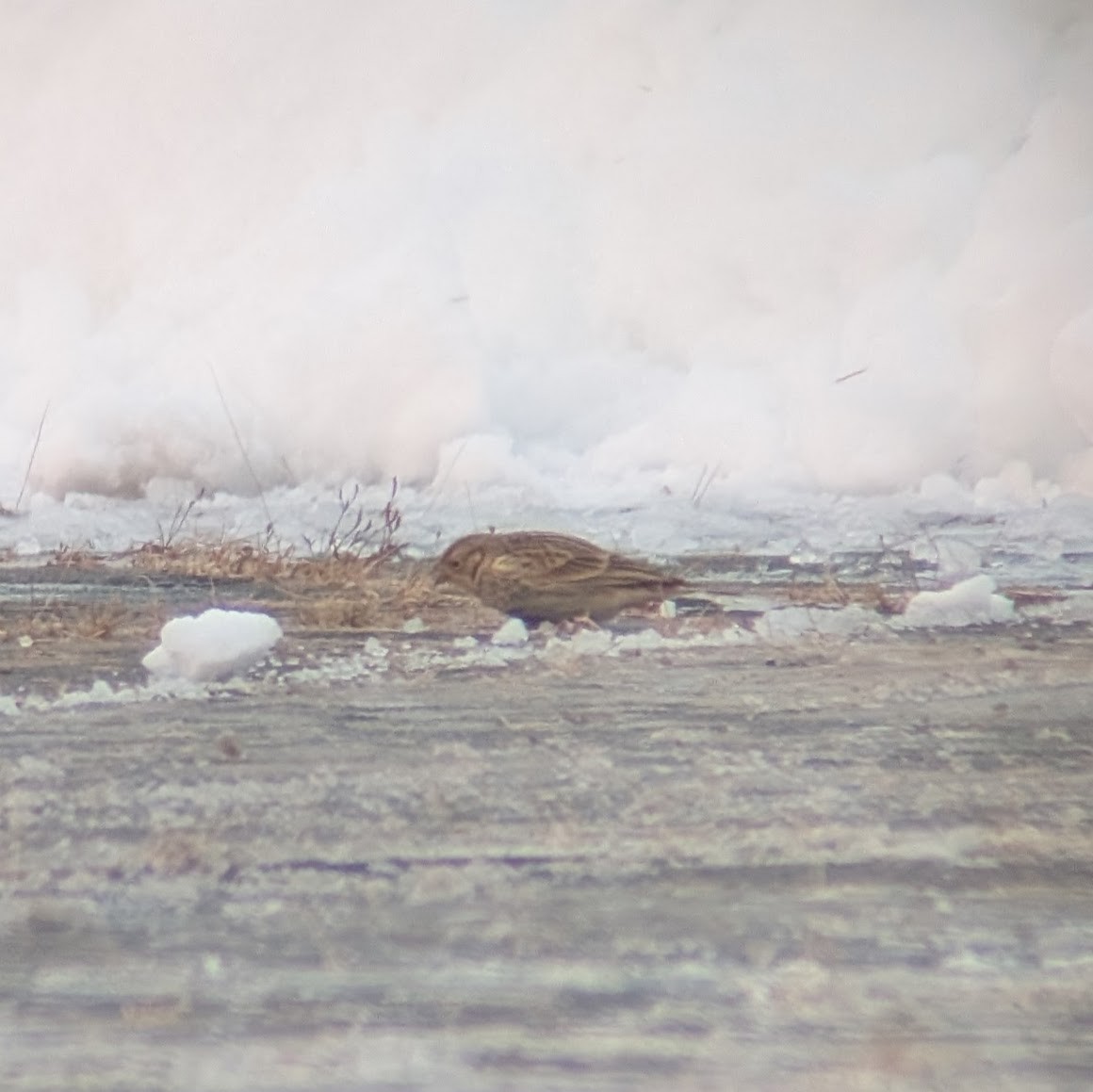 Chestnut-collared Longspur - ML646346159