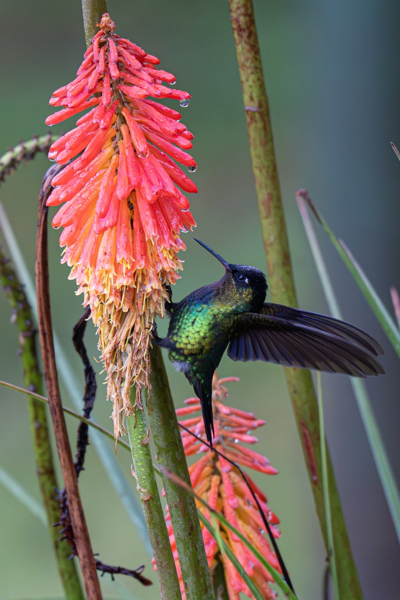 Fiery-throated Hummingbird - ML646346160