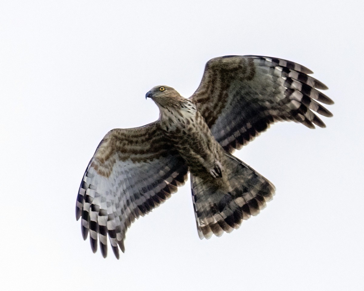 Jerdon's Baza - ML646346161