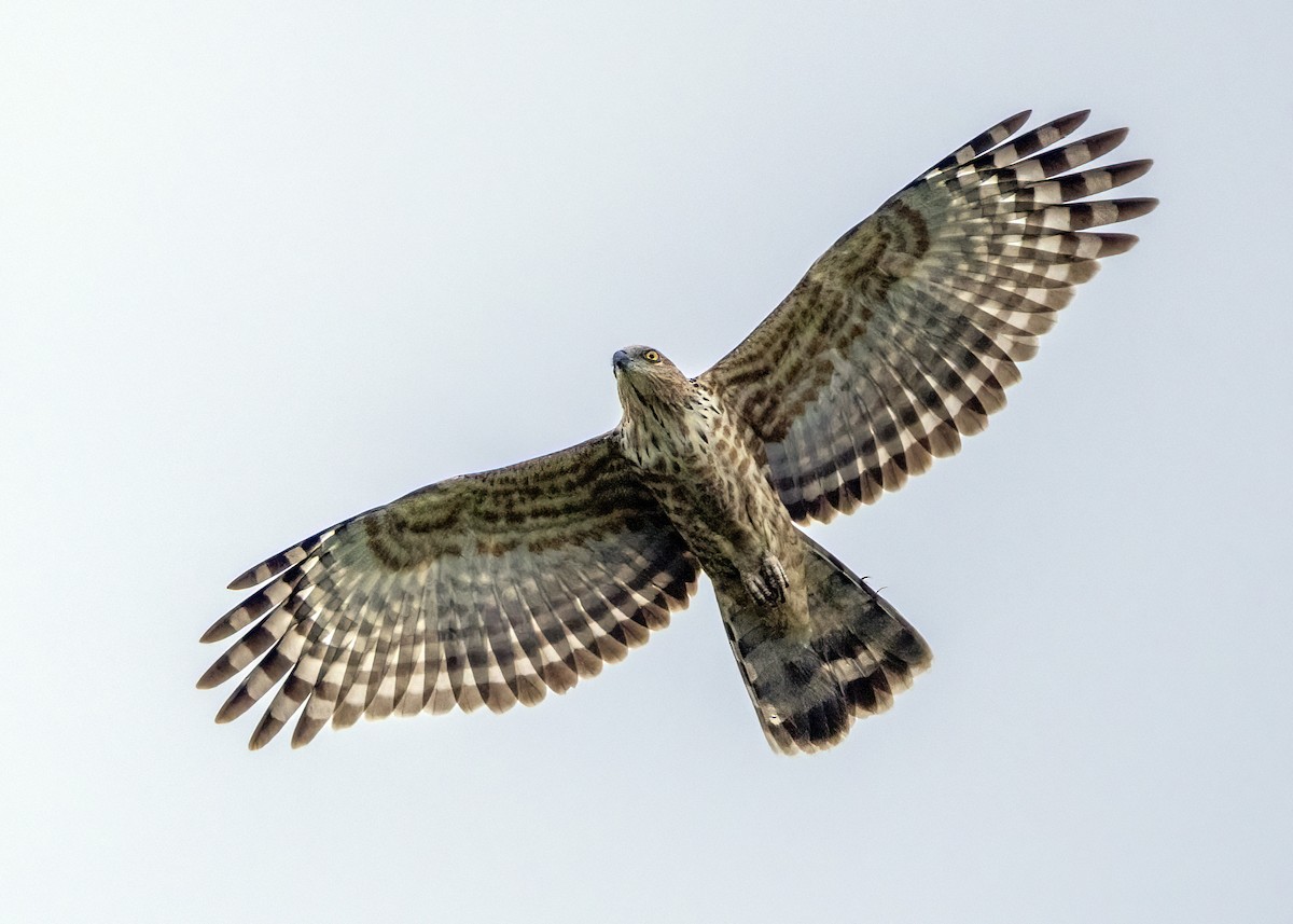 Jerdon's Baza - ML646346162