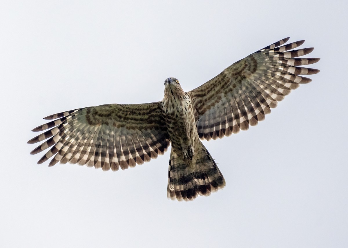 Jerdon's Baza - ML646346163