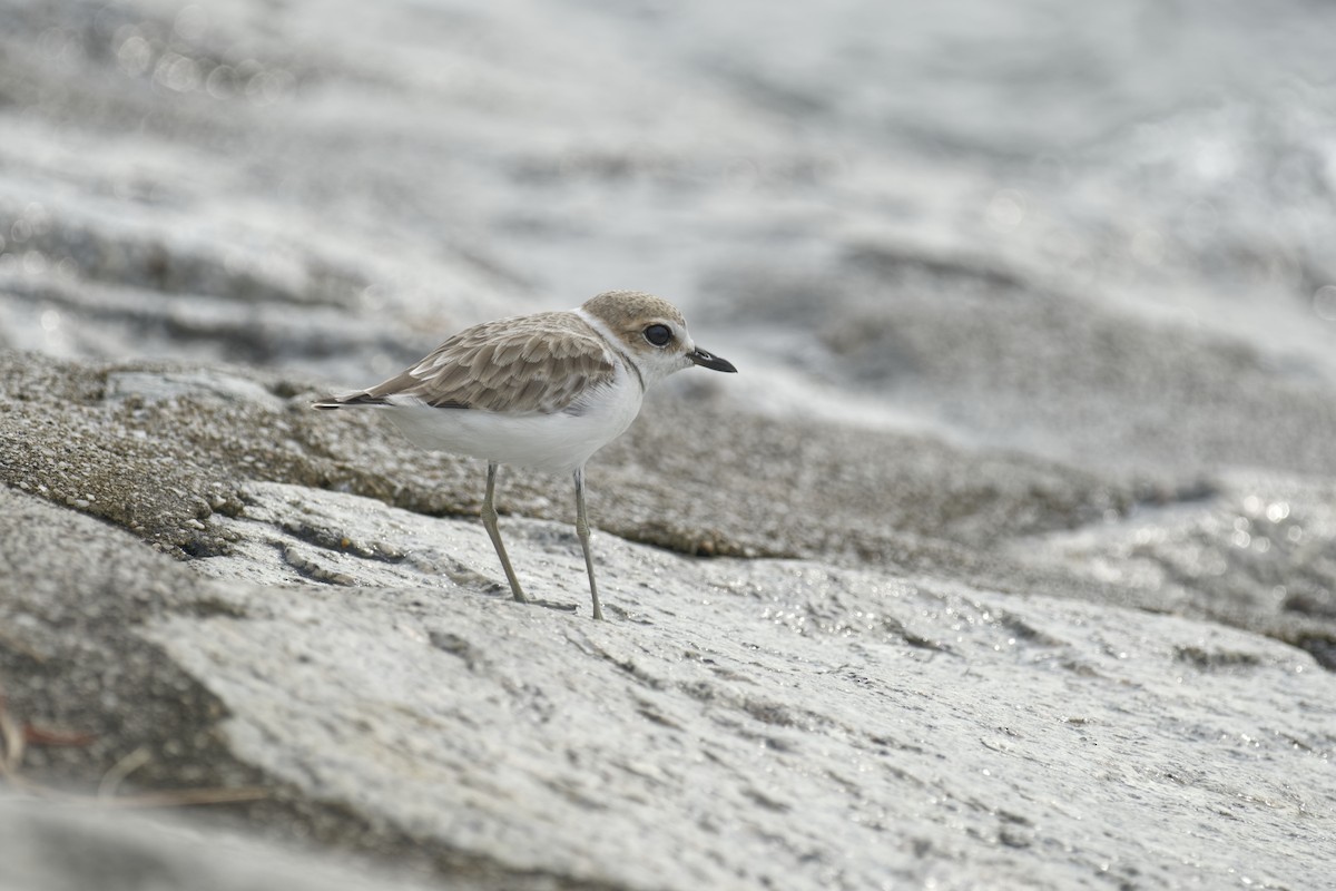 Malaysian Plover - ML646346168