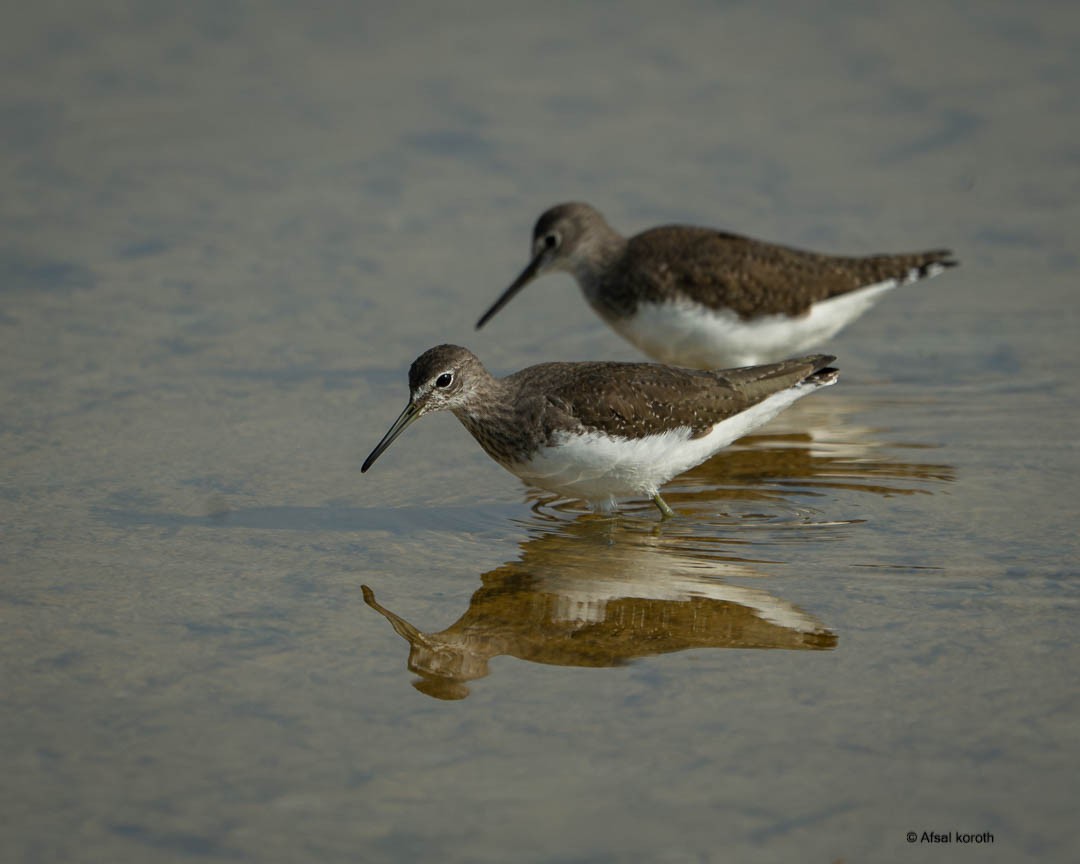 Green Sandpiper - ML646346169