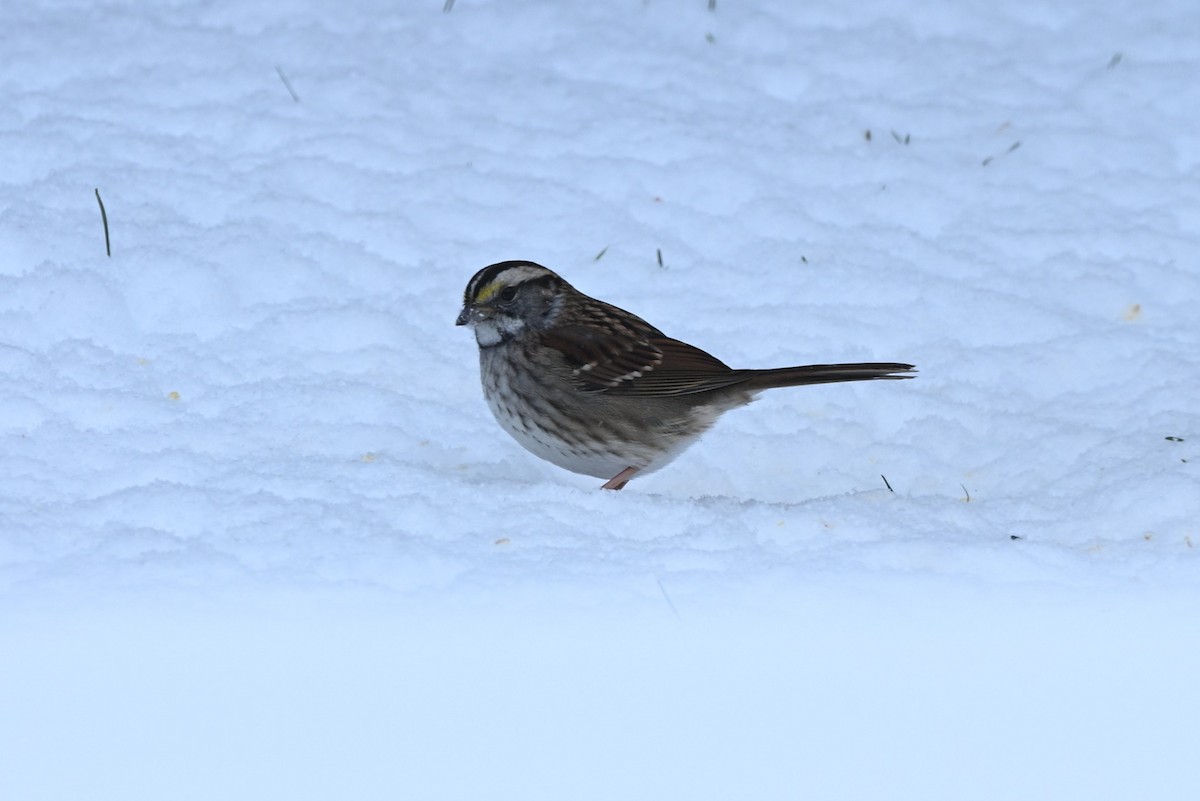 White-throated Sparrow - ML646346170