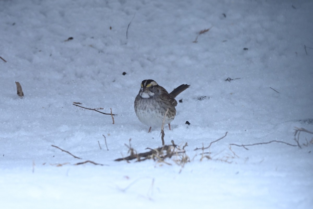 White-throated Sparrow - ML646346171