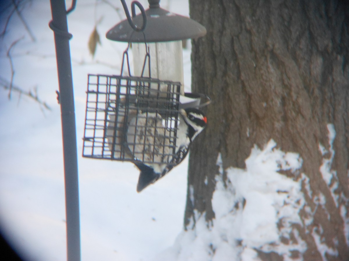 Sert Tüylü Ağaçkakan - ML646346174