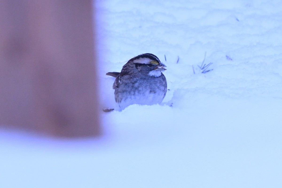 White-throated Sparrow - ML646346177