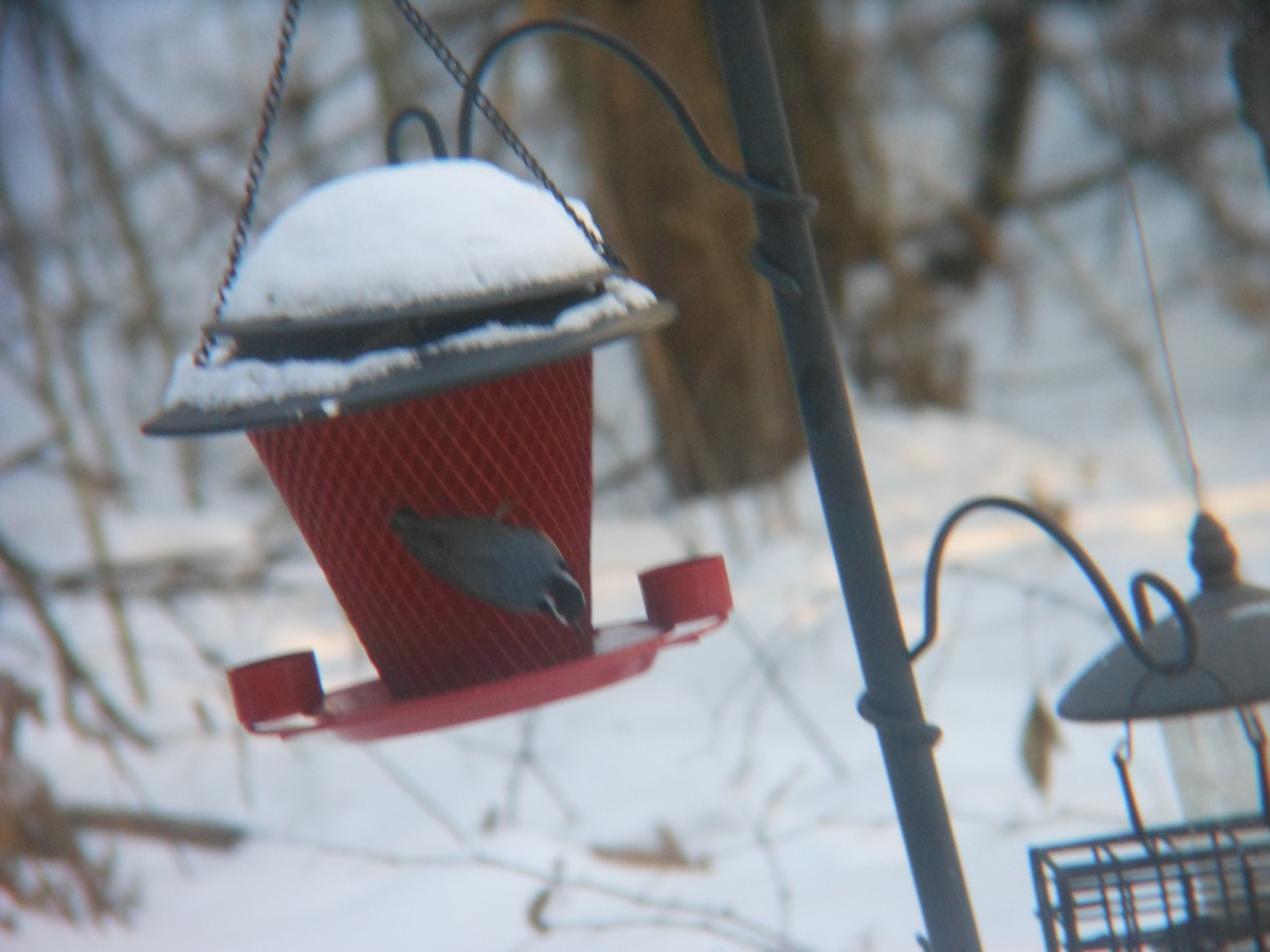 Kanada Sıvacısı - ML646346178