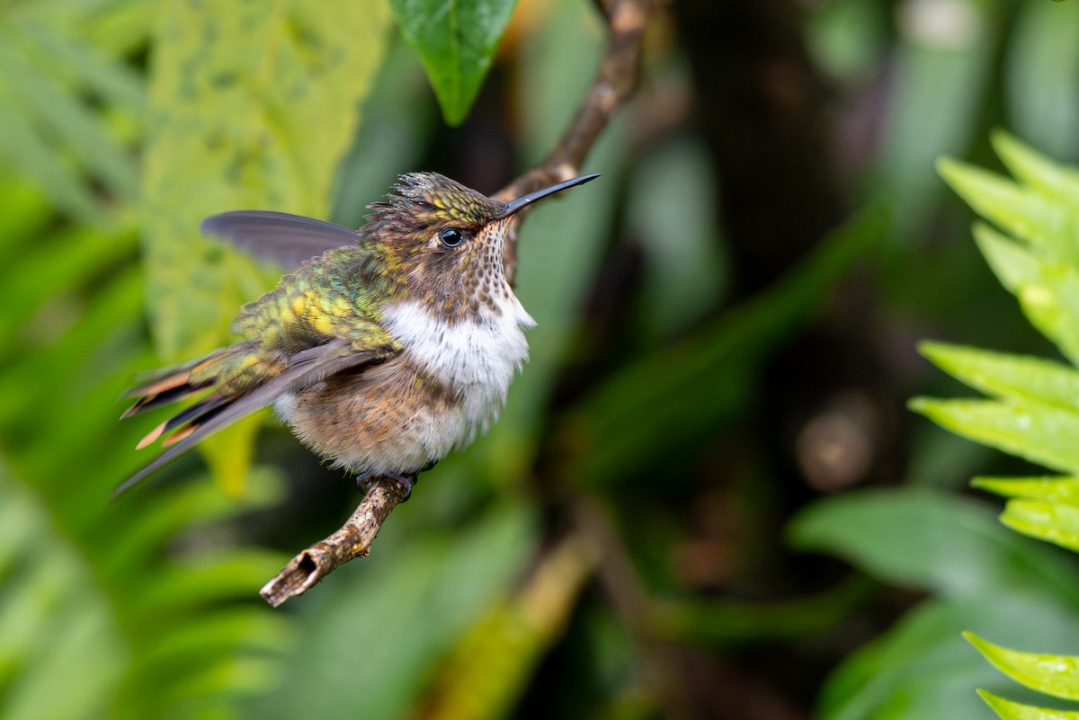 Volcano Hummingbird - ML646346179