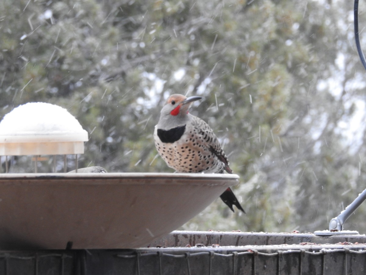 Northern Flicker (Red-shafted) - ML646346180