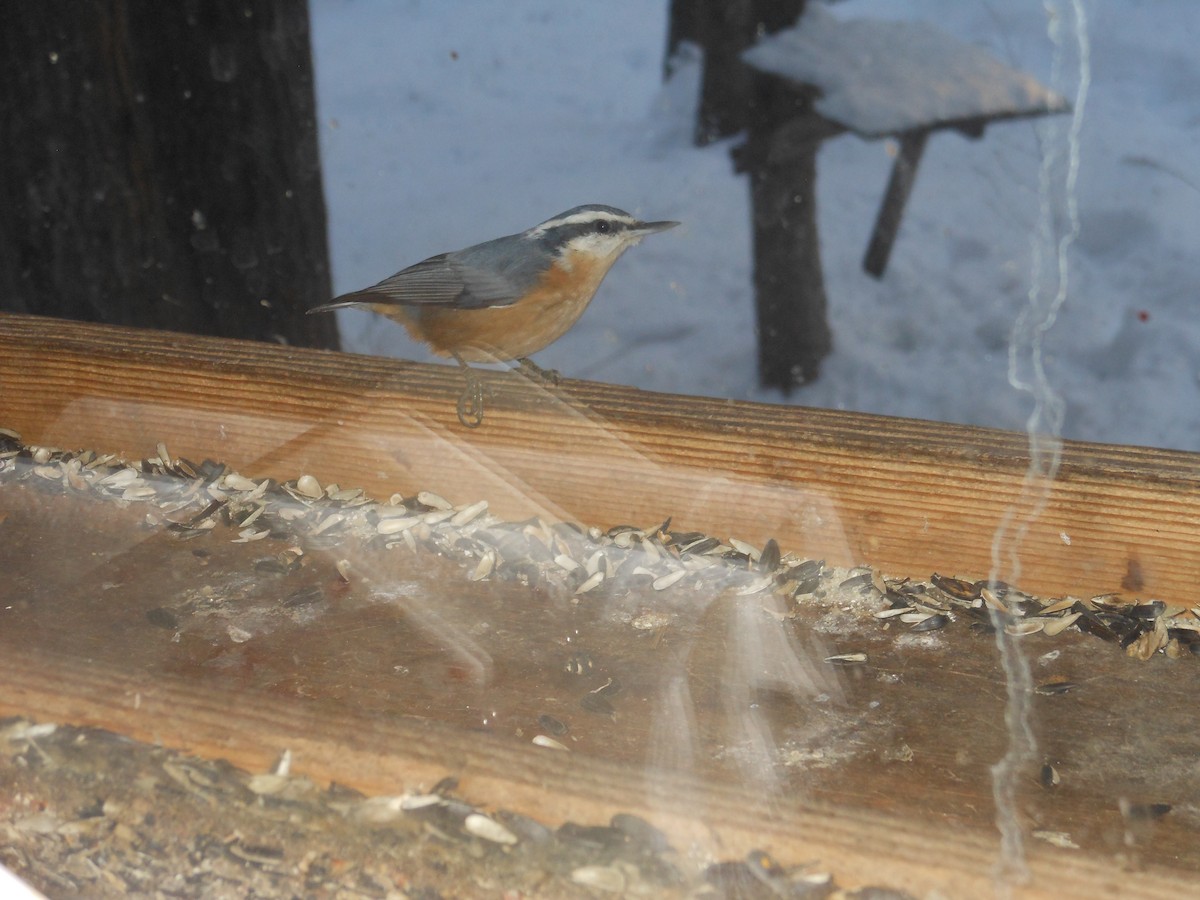 Kanada Sıvacısı - ML646346181