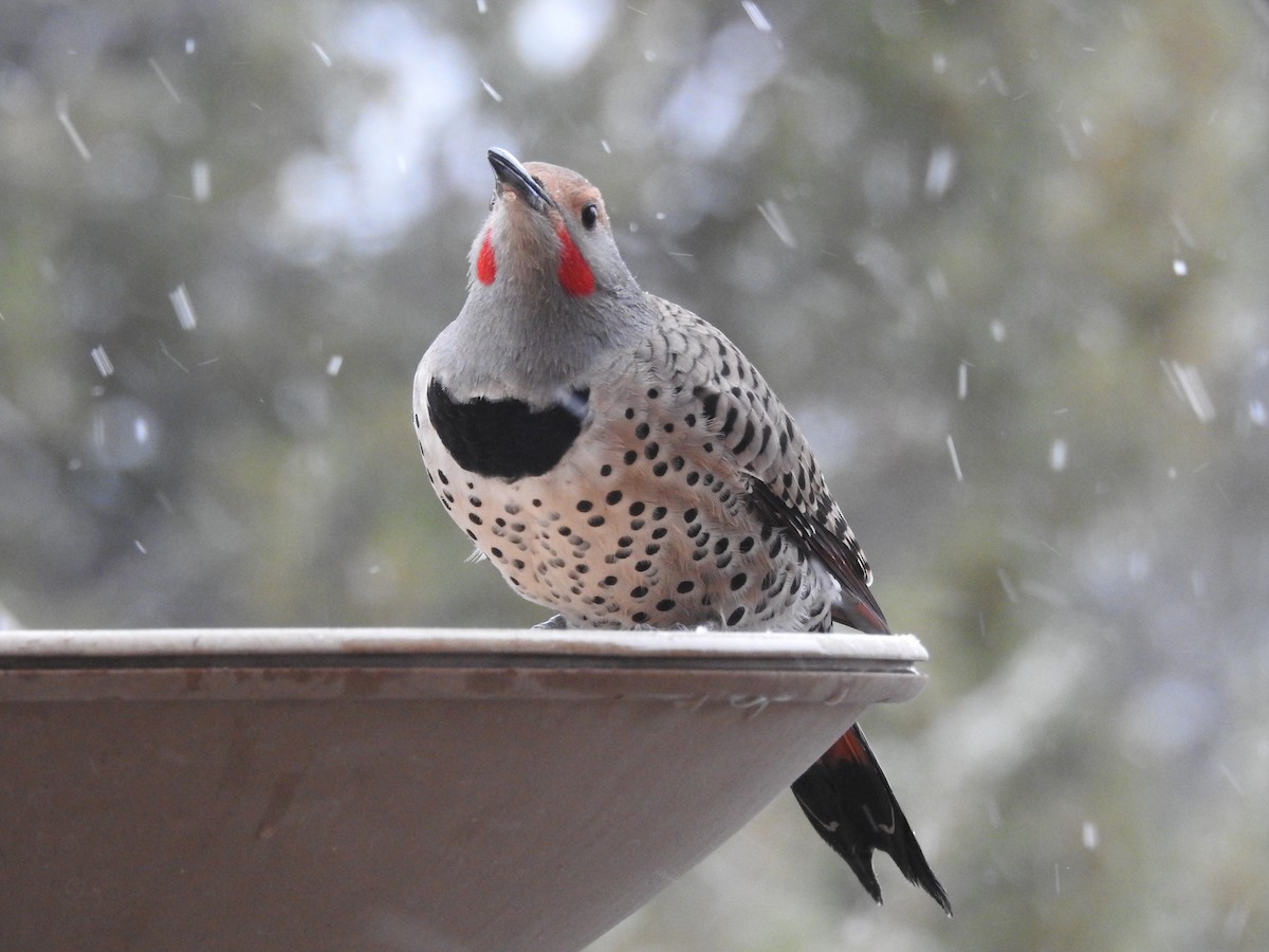 Northern Flicker (Red-shafted) - ML646346183