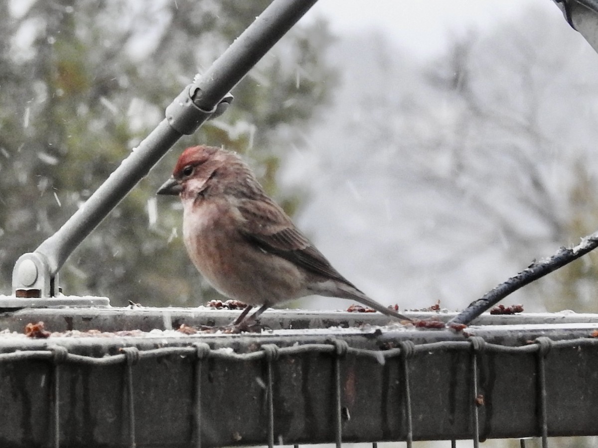 Cassin's Finch - ML646346189
