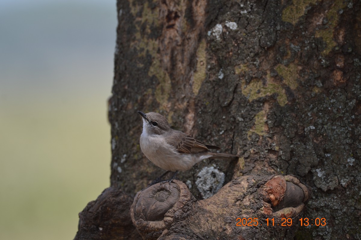 Pale Flycatcher - ML646346190