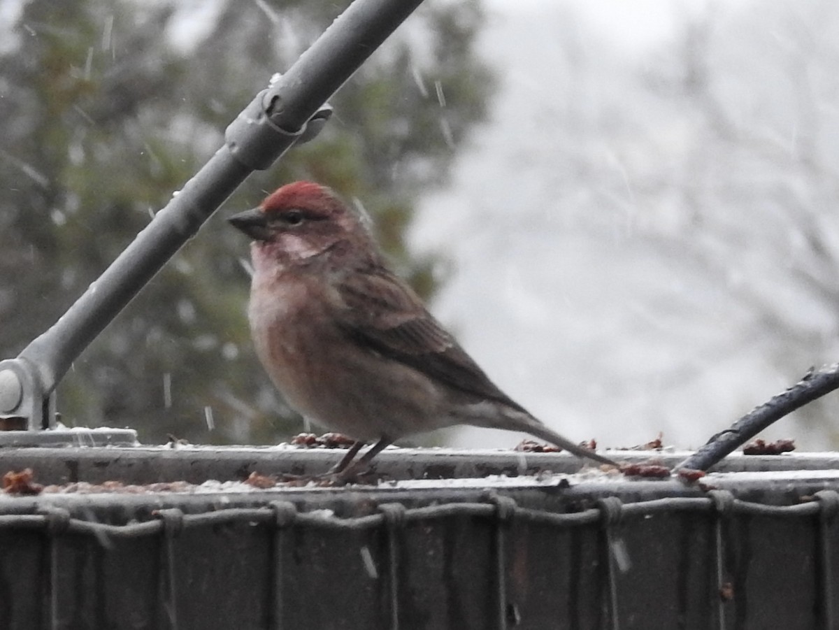 Cassin Çütresi - ML646346191