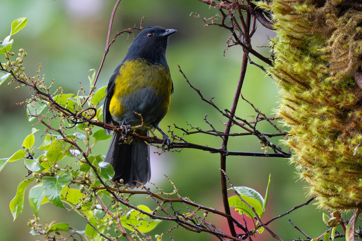 Sarı-Siyah İpeklisinekkapan - ML646346192