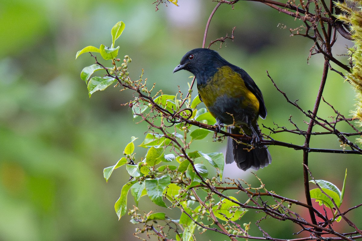 Sarı-Siyah İpeklisinekkapan - ML646346193