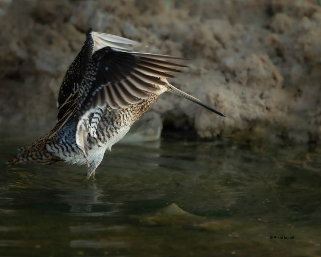 Suçulluğu - ML646346194