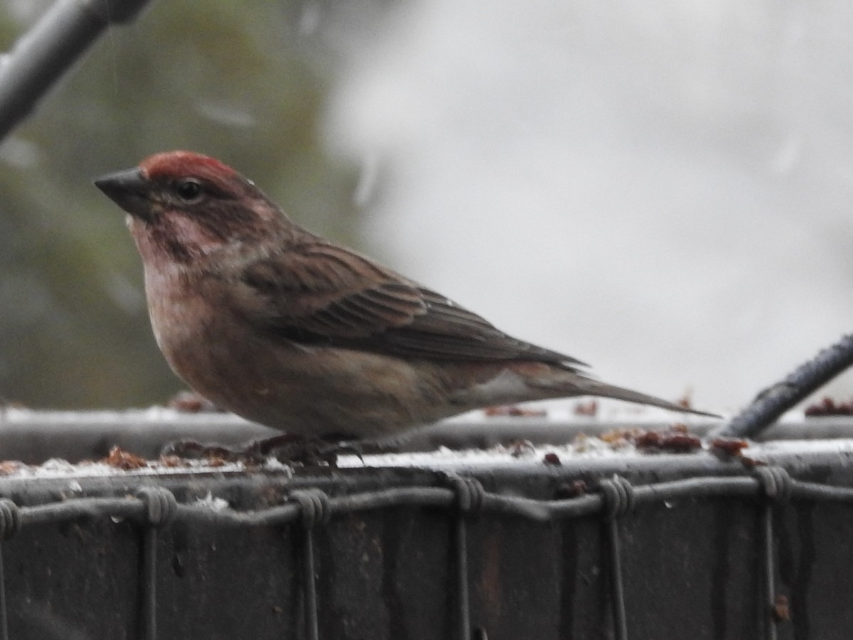 Cassin Çütresi - ML646346195