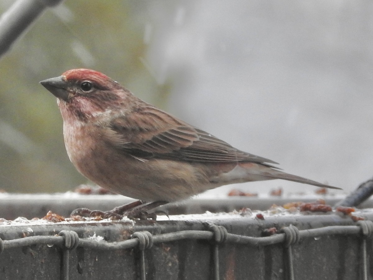 Cassin Çütresi - ML646346196