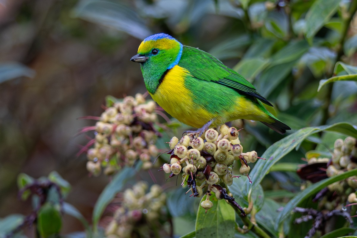 Altın Kaşlı Klorofonya - ML646346198