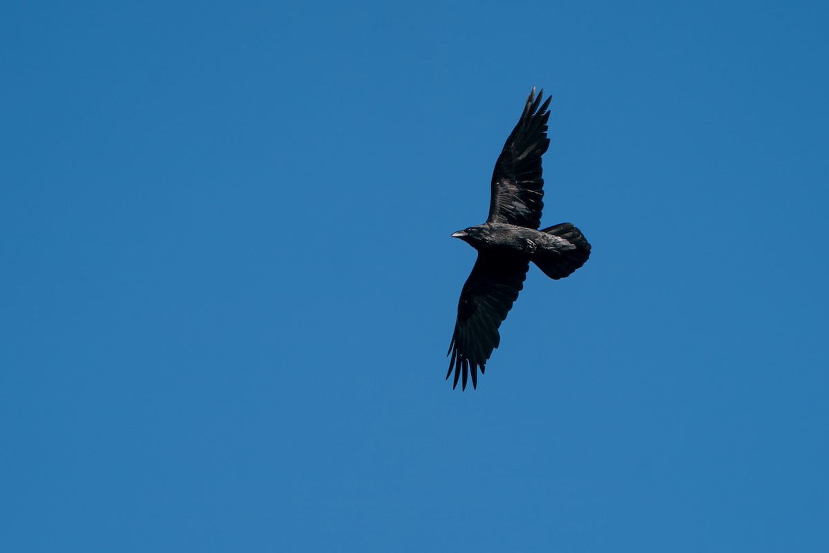 Kuzgun - ML646346199