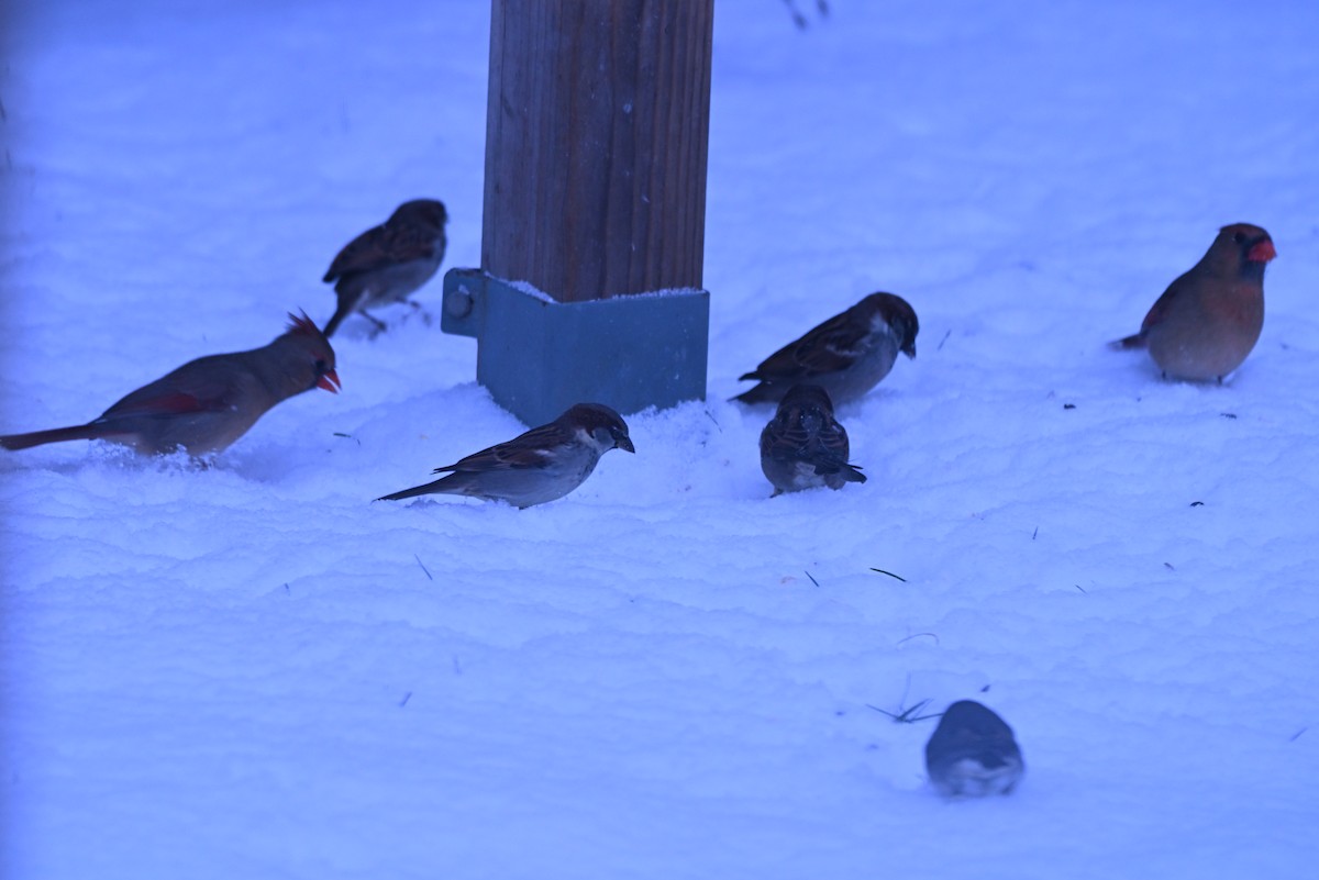 Kırmızı Kardinal - ML646346200