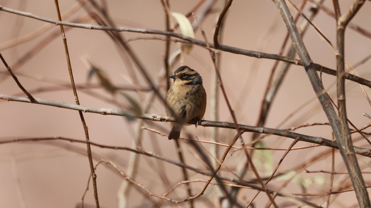 Sibirya Dağbülbülü - ML646346201