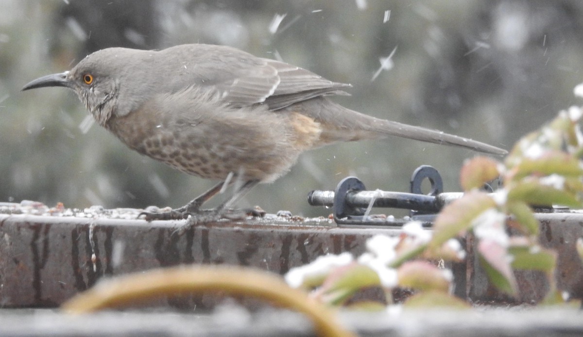 Kıvrık Gagalı Çöpçü - ML646346202