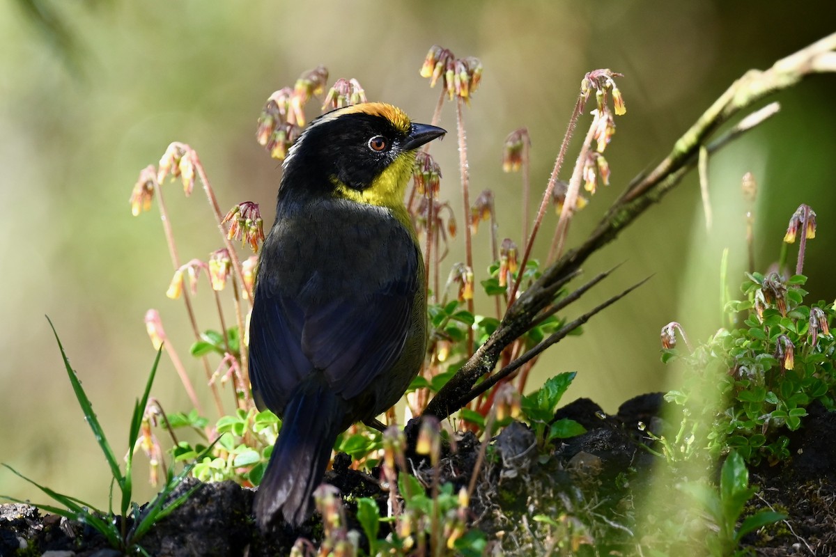 Açık Enseli Çalı Serçesi - ML646346203