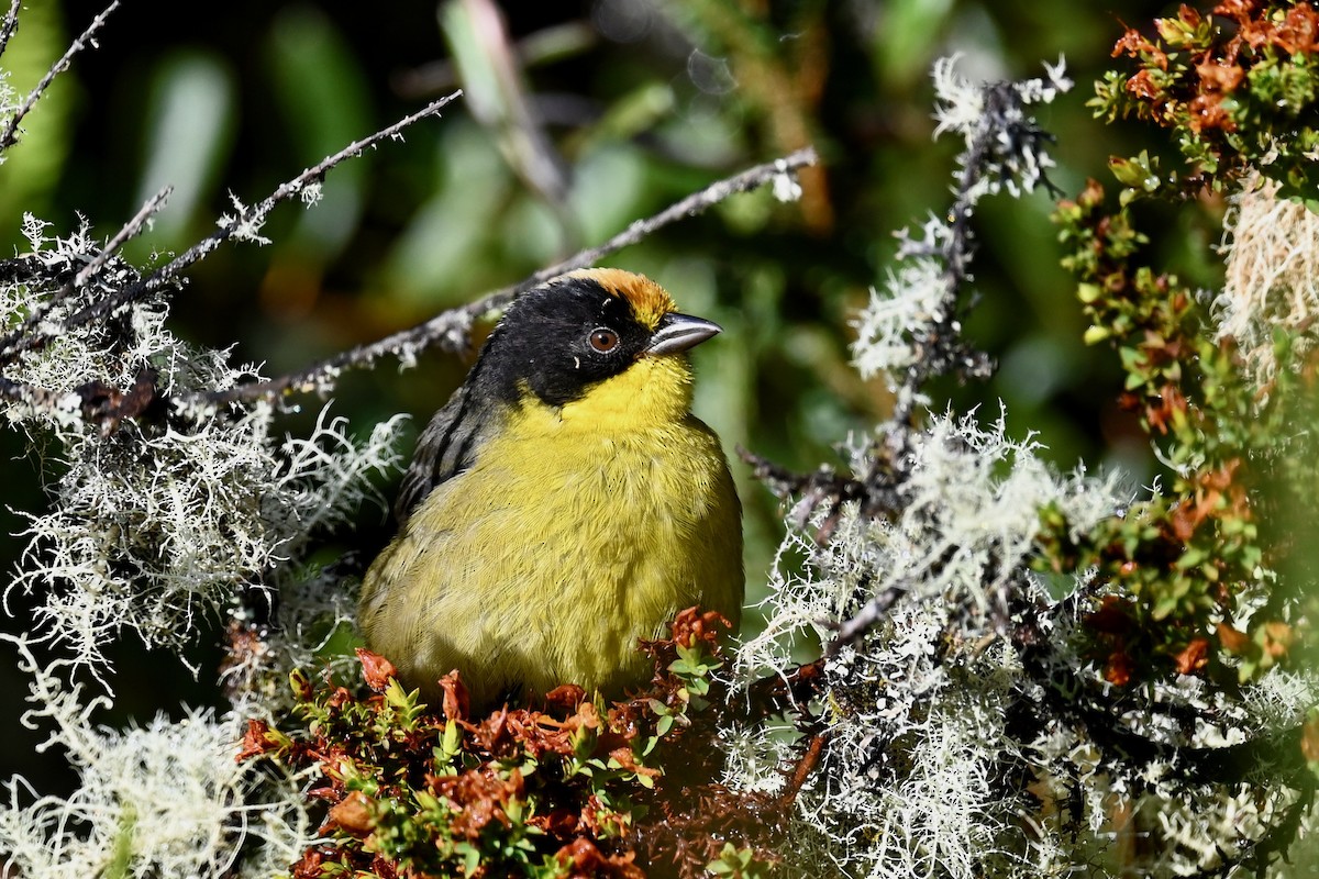 Açık Enseli Çalı Serçesi - ML646346204