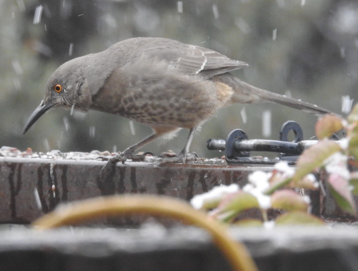 Kıvrık Gagalı Çöpçü - ML646346205