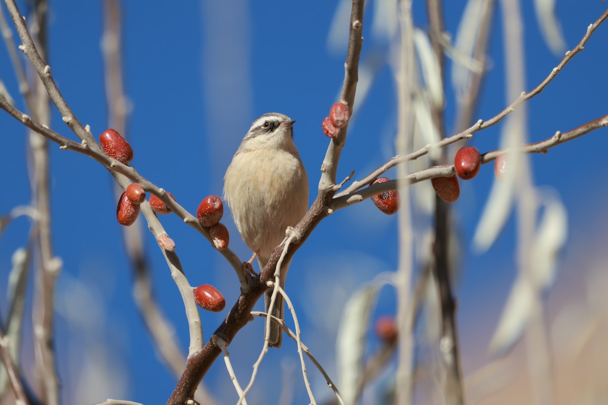 Brown Accentor - ML646346206